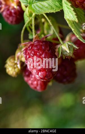 Himbeeren Stockfoto