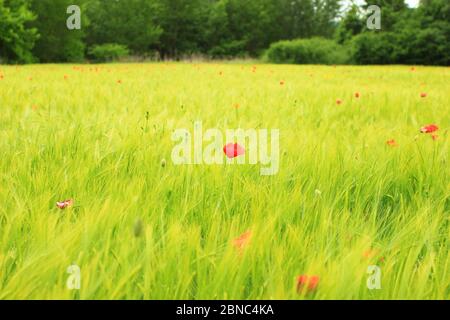 Mohn blüht im grünen Weizenfeld Stockfoto