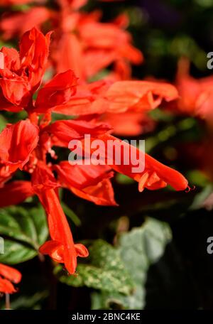 salvia splendens, rot Stockfoto