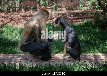 Schöne marokkanische arabische muslimische Frau mit langen blonden Haaren trainiert Gehorsam mit einem jungen schwarzen Sloughi Hund (arabischer Windhund), in einem Hinterhof Stockfoto