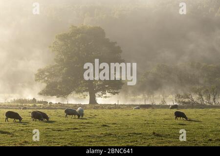 Schafe grasen und Nebel steigt über dem Fluss Cannich, Glen Cannich, Highland, Schottland Stockfoto