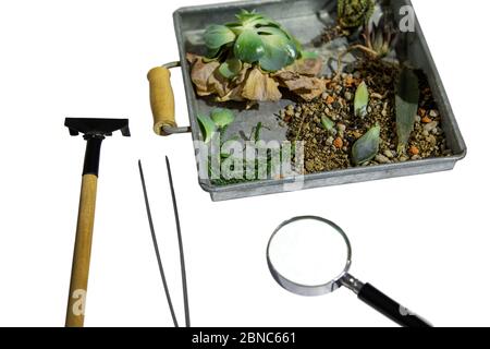 Pflanzen in der Box mit Herbarium-Werkzeuge für Kunst Teraphie auf weißem Hintergrund isoliert. Stockfoto