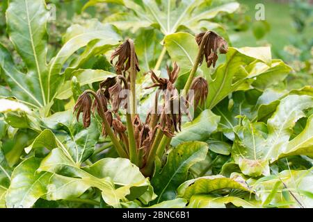 Frostschäden an dem, was frisch grün neues Wachstum auf fatsia japonica (falsche Rizinusöl) Pflanze - Schottland, Großbritannien Stockfoto