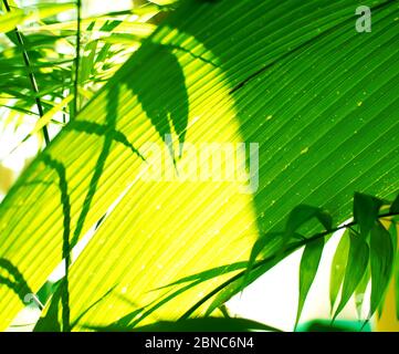 Tropische Palme auf gelbem Hintergrund - weicher Fokus Stockfoto