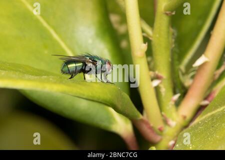 Seitenansicht Nahaufnahme der isolierten UK grünen Schlag fliegen (Calliphoridae) im Freien auf grünen Lorbeer Blatt im Garten isoliert. Grüne Blow fliegt, Greenbottles UK. Stockfoto