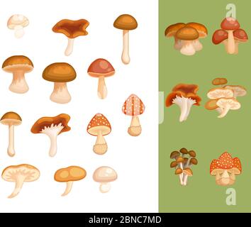 Große Sammlung von Pilzen Stock Vektor