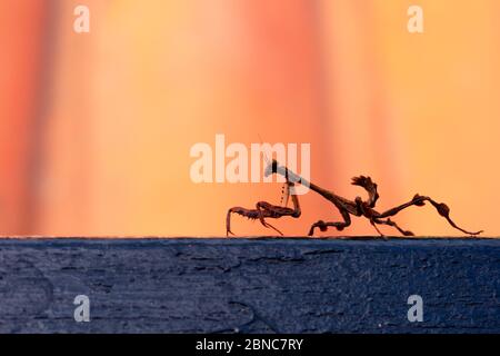 Vampir-Gottesanbeterin oder betende Gottesanbeterin auf schwarzer Oberfläche und orangenen Hintergrund Jagd Tier zwei Stockfoto