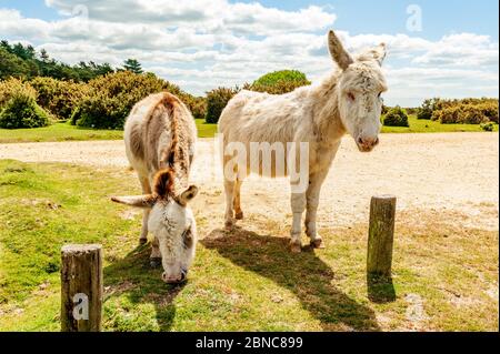 Fritham, New Forest, Hampshire, UK, 14. Mai 2020, Wetter: Esel Genießen Sie Mitte Mai strahlenden Frühlingssonne. Obwohl ein wenig kühl, verstreut weißen Wolken und ein blauer Himmel verlängern die Zeit der glorreichen Wetter, die den Ausbruch des Coronavirus begleitet hat. Der Nationalpark wird nach der Lockerung der Sperrbeschränkungen eröffnet. Kredit: Paul Biggins/Alamy Live News Stockfoto