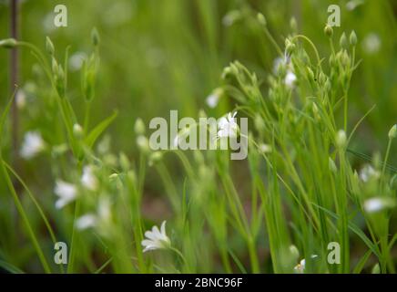 Zarte weiße Stellaria Blüten auf einem verschwommenen grünen Hintergrund. Stockfoto