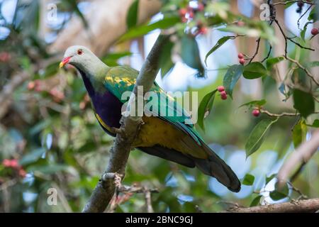 Eine Wompoo-Fruchttaube steht in einem Feigenbaum (vermutlich eine kleine Fruchtfeige) in den Regenwäldern von Kuranda, Queensland, Australien. Stockfoto