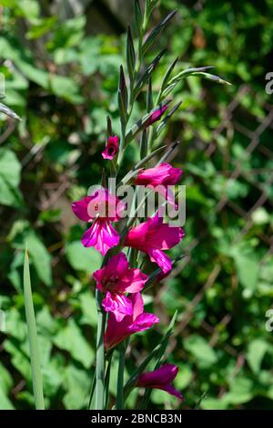 Die Blüten eines byzantinischen Gladiolus (Gladiolus communis subsp. Byzantinus) Stockfoto