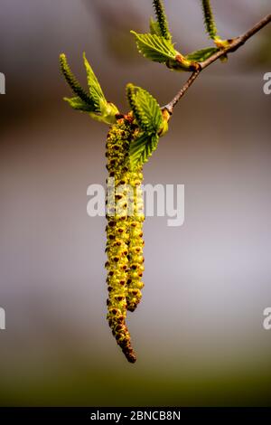 Birkenknospen, Kätzchen, Frühling, Nahaufnahme Stockfoto