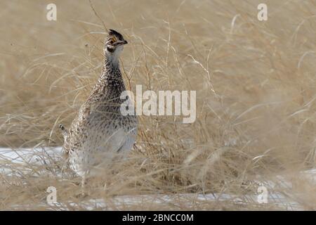 Ein männliches, scharfschwänzliches Birkhuhn ist auf der Wyoming-Prärie in Alarmbereitschaft. Stockfoto