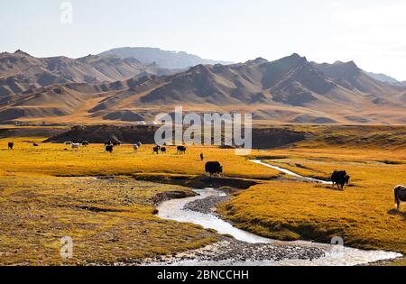 Herde von Yak, die Gras in der Nähe des Flusses im Bergtal von Kirgisistan, Zentralasien, kreuzen Stockfoto