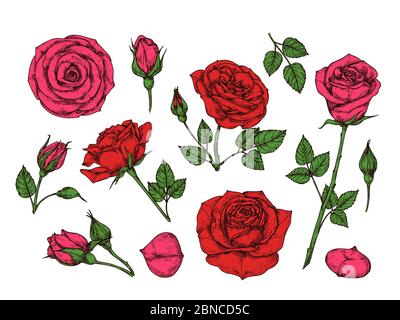 Rote Rose. Handgezeichnete Rosen Gartenblumen mit grünen Blättern, Knospen und Dornen. Cartoon Vektor isolierte Sammlung. Rote Rose Blütenblatt, Blumenblume romantische Illustration Stock Vektor
