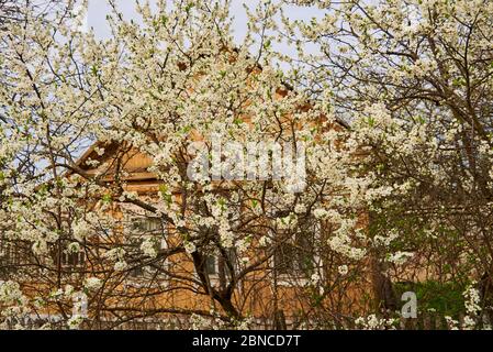 Im Vordergrund blühende Bäume, dahinter ein kleines Dorfhaus. Stockfoto