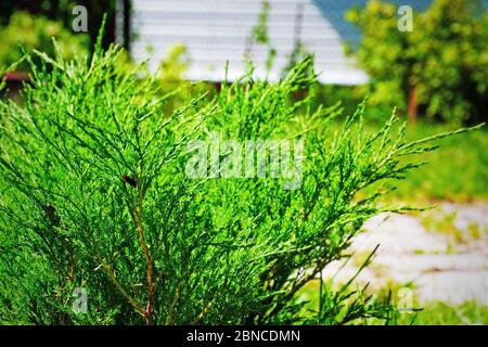 Pflanze Juniperus horizontalis auf Hintergrund des Gartens, Andorra Compact, Nahaufnahme Stockfoto