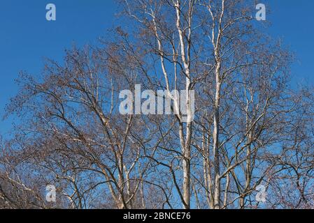 Platanus x hispanica Baum im Winter Stockfoto