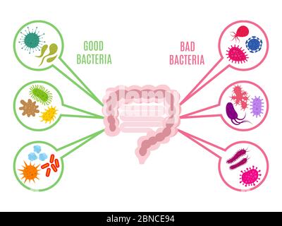 Poster der Darmflora Darm Gesundheit Vektor-Konzept mit Bakterien und Probiotika Symbole auf weißem Hintergrund isoliert. Illustration von Bakterien Darm, probiotische Darm Stock Vektor