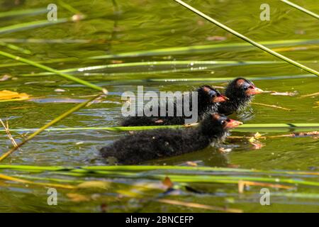 Sehr junge Moorhen (gallinula chloropus) Küken schwimmen in einem See, der von Schilf umgeben ist Stockfoto