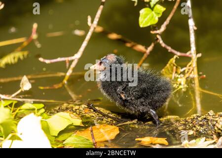 Alleinstehende, sehr junge Moorhenne (gallinula chloropus) Küken, die am Rande eines Sees stehen und von Schilf umgeben sind Stockfoto