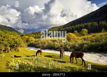 Pferdeherde füttern in der Nähe des Flusses in der Karakol-Schlucht in den Bergen von Kirgisistan, Zentralasien Stockfoto