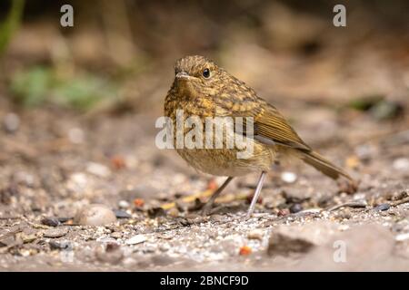 Jungkrauttier (Erithacus rubecula) auf dem Boden getarnt durch Erde in einem Garten Stockfoto