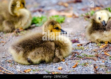 Neugeborene im Frühling Stockfoto