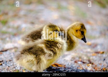 Neugeborene im Frühling Stockfoto