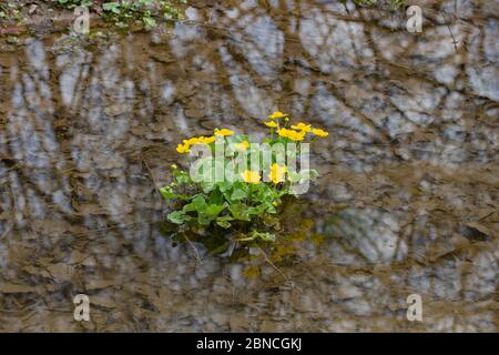 Marsh marigold mit gelben Blumen, die im Wasser wachsen und Bäume, Caltha palustris oder Sumpdotterblume reflektieren Stockfoto