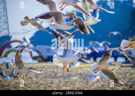 Busan, Südkorea 18/2020 Busan Songdo Skywalk Stockfoto