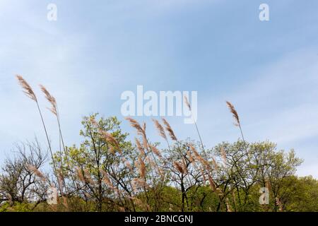 Malerischer Blick auf hohe Schilfgräser, die sich mit dem Wind gegen einen blauen Himmel wiegen. Am unteren Rand der Szene sind entfernte Baumspitzen zu sehen. Stockfoto