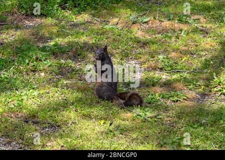 Ein schwarzes Eichhörnchen sitzt auf seinen Hinterbeinen in einem Grasfleck und schaut direkt auf die Kamera Stockfoto