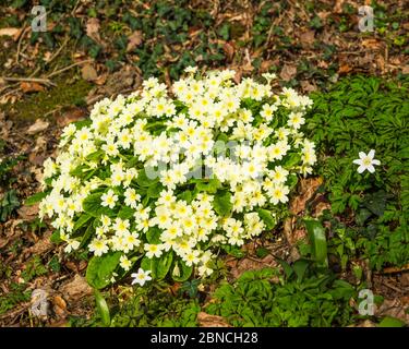 Primeln (Primula vulgaris) blühend bei Royal Horticultural Society (RHS) Garden, Rosemoor, Devon, England, UK. Stockfoto