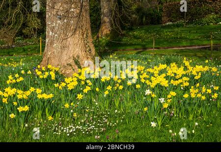Frühlingsnarzissen, die im Royal Horticultural Society (RHS) Garden, Rosemoor, Devon, England, Großbritannien, blühen. Stockfoto
