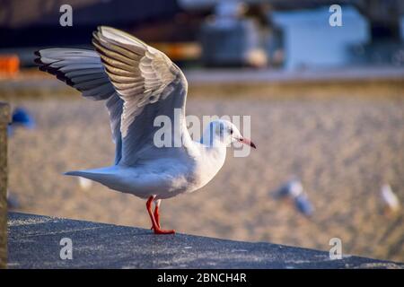 Busan, Südkorea 18/2020 Busan Songdo Skywalk Stockfoto