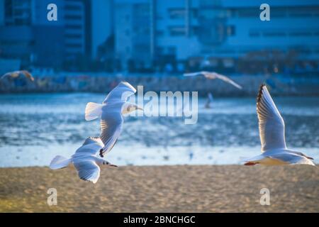Busan, Südkorea 18/2020 Busan Songdo Skywalk Stockfoto