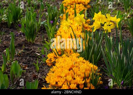 Gruppe von gelben Krokus und Narzissen, Crocus flavus und Narcissus pseudonarcissus Stockfoto