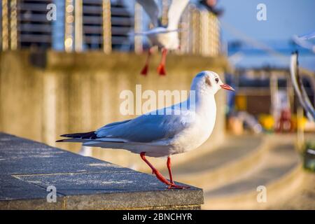 Busan, Südkorea 18/2020 Busan Songdo Skywalk Stockfoto