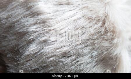 Nahaufnahme der weißen Hundefelloberfläche. Weiße Fellstruktur Nahaufnahme, nützlich als Hintergrund. Stockfoto
