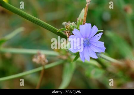 Zichorienblume Nahaufnahme. Fliederblume auf einem Zweig Nahaufnahme. Zichorien-Pflanze während der Blütezeit. Stockfoto