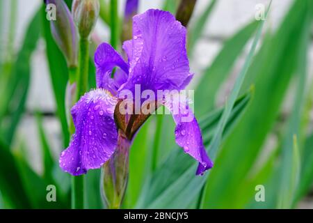 Lila Iris im Garten Nahaufnahme. Wachsende Blumen im Frühjahr nach dem Regen. Dekoration von Blumenbeeten lila Iris, Blütezeit. Stockfoto