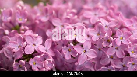 Lila Blumen romantischen Hintergrund. Floraler natürlicher Hintergrund in lila. Flieder Nahaufnahme, Design Postkarte. Stockfoto