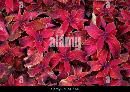 Leuchtend rote Blätter der mehrjährigen Pflanze coleus Draufsicht. Dekorative rote Samt Coleus Pflanzen (plectranthus scutellarioides) Nahaufnahme. Eine Pflanze mit roter lea Stockfoto