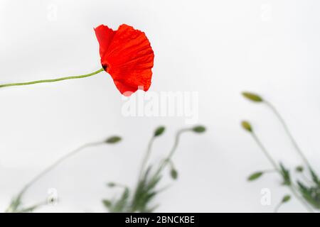 Mohn Blumen Sammlung isoliert auf weißem Hintergrund. Konzept der natürlichen Schönheit. Nahaufnahme, Kopierbereich. Stockfoto