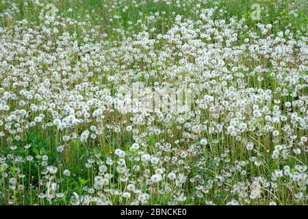 Ein Löwenzahn-Feld im Frühjahr. Blühender Löwenzahn in Weiß mit Samen. Löwenzahn Samen sind ein schädliches Unkraut in einem Sommerhaus. Weiße flauschige Blüten Stockfoto