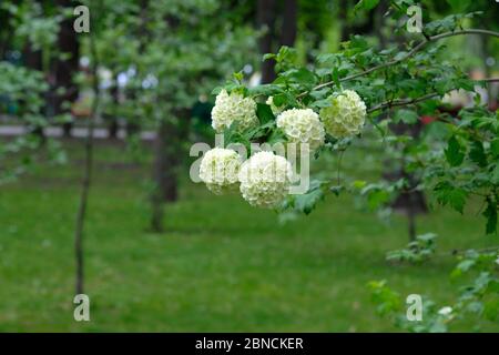 Der Zierstrauch Buldenezh im Stadtpark im Frühling. Blühende Zweige der Buldenezh Pflanze Nahaufnahme. Schöne weiße Blumen, um den Garten zu schmücken. Stockfoto