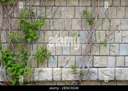 Die Fassade des Hauses und Zweige der Pflanze entlang verteilt. Ziegelwand mit Weberei Nahaufnahme. Dekoration der Fassade des Gebäudes wi Stockfoto