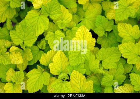 Blätter von neun Rinde (Physocarpus) Draufsicht. Hellgrüne Blätter Strauch Hintergrund. Igelhecke, junge Setzlinge aus nächster Nähe. Schöne sanfte natürliche BA Stockfoto