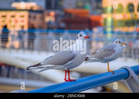 Busan, Südkorea 18/2020 Busan Songdo Skywalk Stockfoto